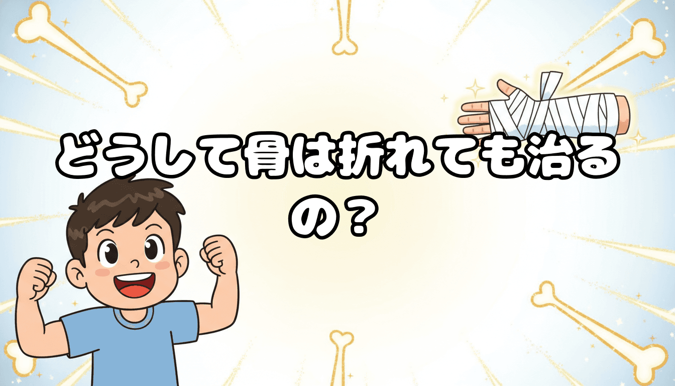 どうして骨は折れても治るの?
