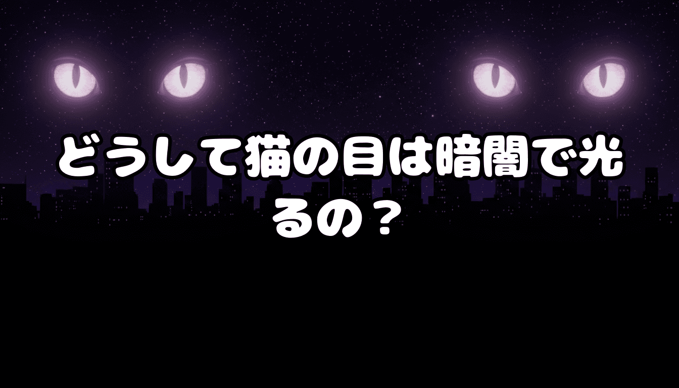 どうして猫の目は暗闇で光るの?