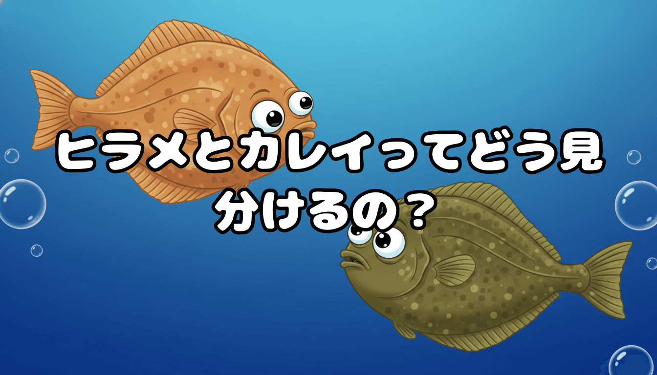 ヒラメとカレイってどう見分けるの?
