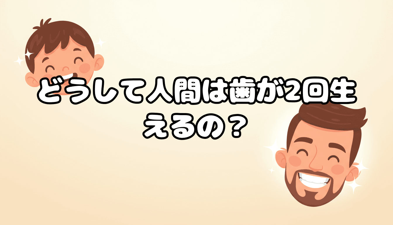 どうして人間は歯が2回生えるの?
