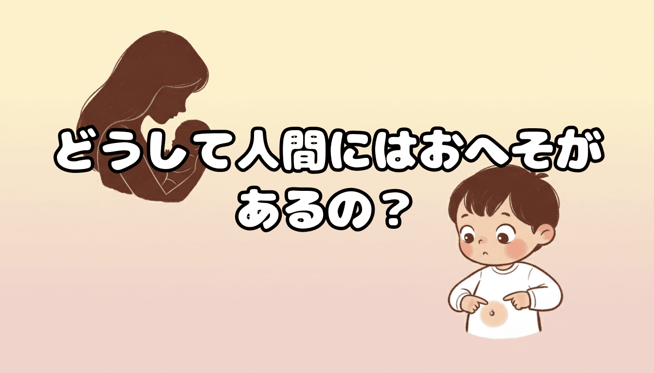 どうして人間にはおへそがあるの?