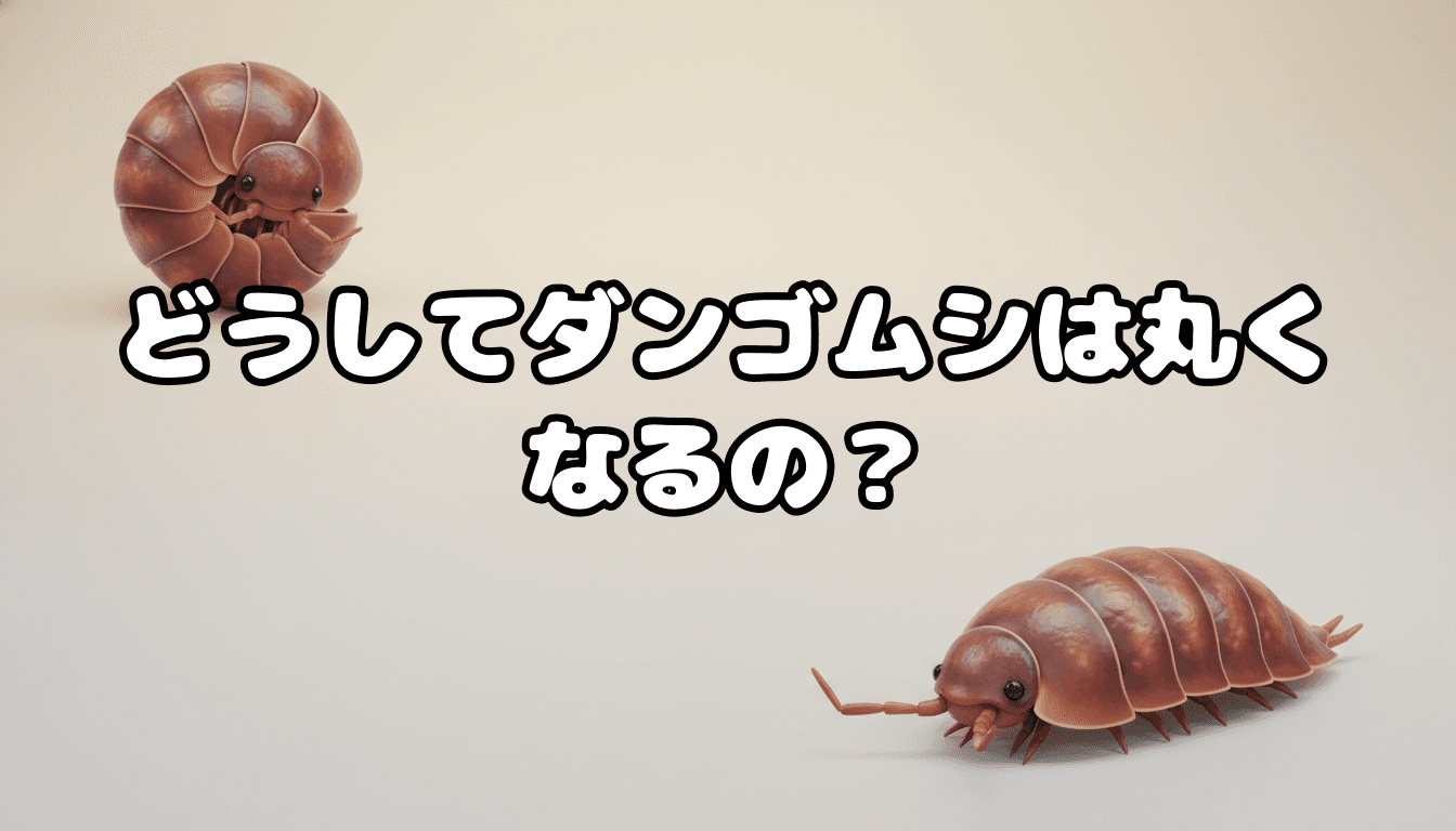 どうしてダンゴムシは丸くなるの?