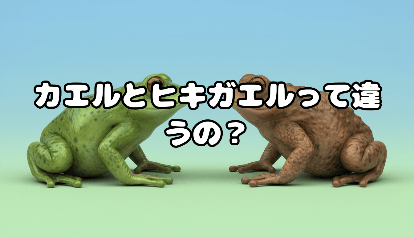 カエルとヒキガエルって違うの?